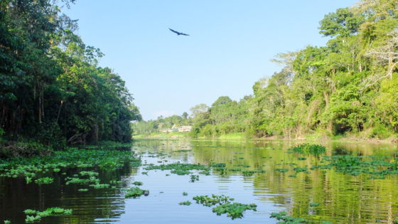 Nature scene of the Peruvian Amazon Rainforest