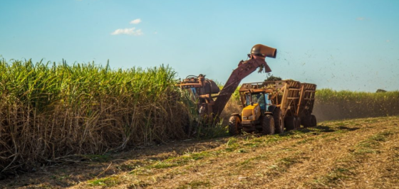 Brazil is seeking new supplies of fertilizer to replace the potential loss of supplies from Russia. A sugar cane field in Brazil is pictured. // File Photo: Brazilian Government.