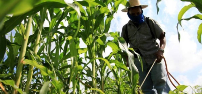 Malnutrition in Latin America hit a 15-year high last year in Latin America and the Caribbean, according to the United Nations’ World Food Programme. Corn crops in Honduras are pictured. // File Photo: Honduran Government.