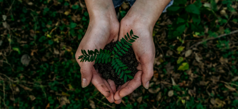 Photo of plant in hands