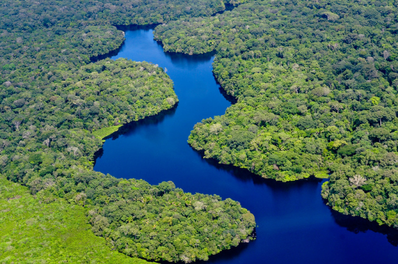 Picture of the Amazin Rainforest