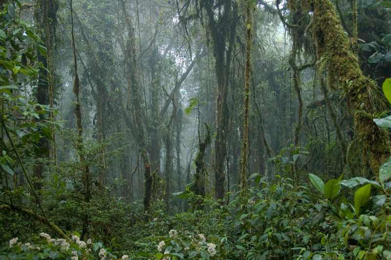 A cloud forest in Costa Rica